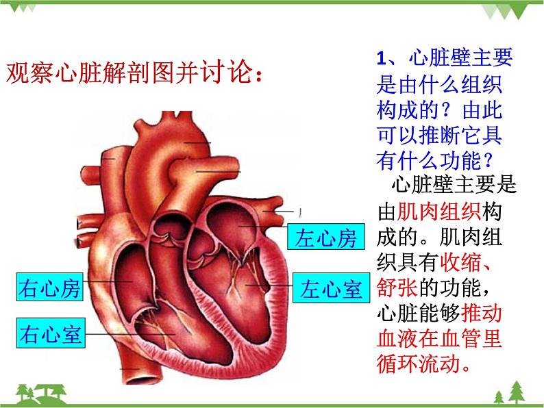 人教版生物七年级下册 第4章 第3节 输送血液的泵——心脏2课件第8页