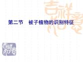 被子植物科屬特征課件PPT