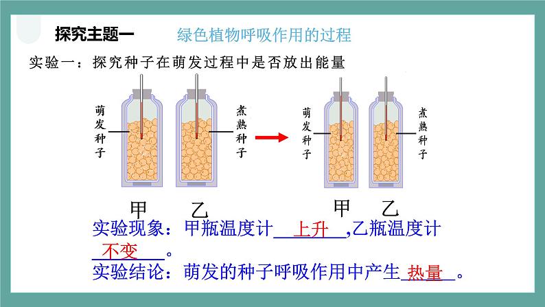 人教七上生物植物的呼吸作用课件03