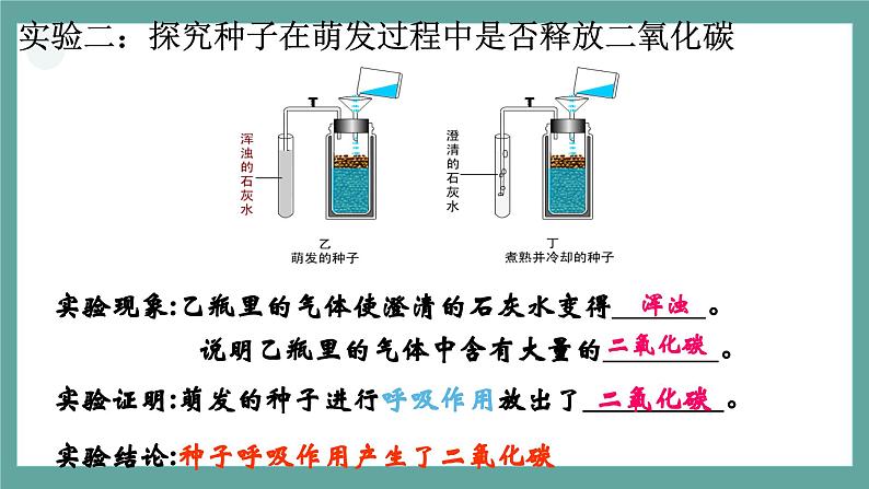 人教七上生物植物的呼吸作用课件06