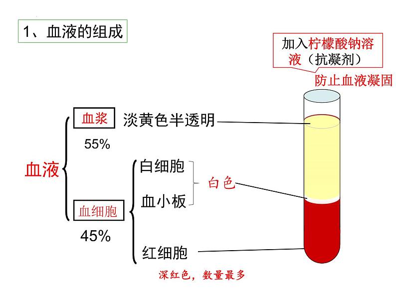 第9章 人体内的物质运输（第1课时）-【期末通关】2022-2023学年七年级下学期生物考点精讲与要点归纳（北师大版）课件PPT第3页