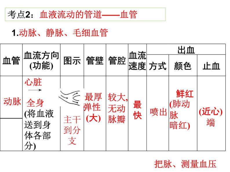 第9章 人体内的物质运输（第2课时 血液循环）-【期末通关】2022-2023学年七年级下学期生物考点精讲与要点归纳（北师大版）课件PPT02