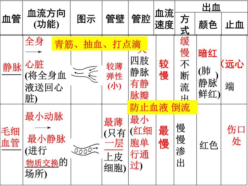 第9章 人体内的物质运输（第2课时 血液循环）-【期末通关】2022-2023学年七年级下学期生物考点精讲与要点归纳（北师大版）课件PPT03