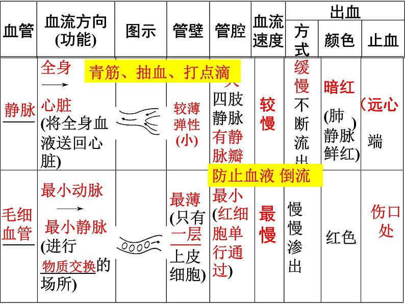 第9章 人体内的物质运输（第2课时 血液循环）-【期末通关】2022-2023学年七年级下学期生物考点精讲与要点归纳（北师大版）课件PPT第3页