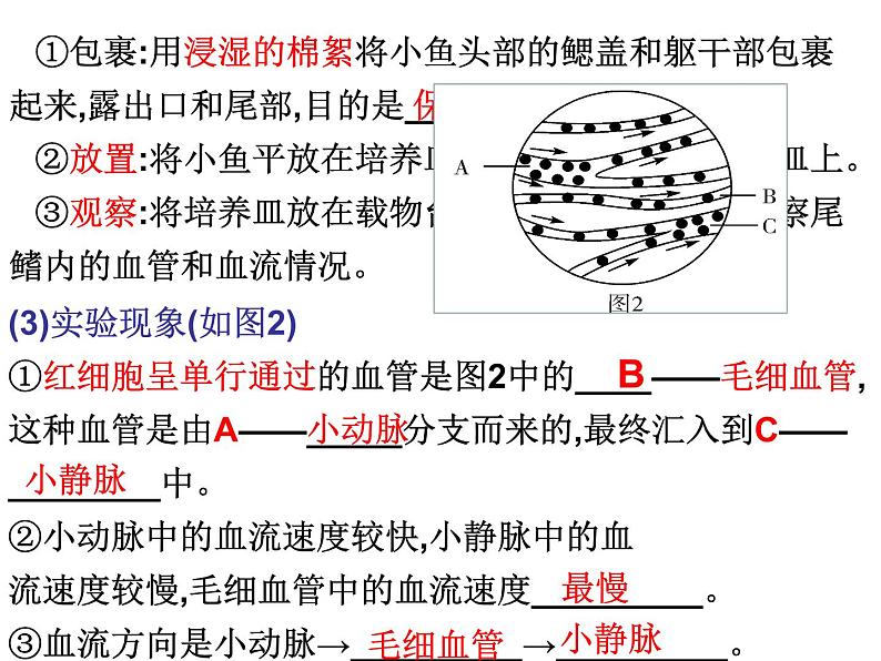 第9章 人体内的物质运输（第2课时 血液循环）-【期末通关】2022-2023学年七年级下学期生物考点精讲与要点归纳（北师大版）课件PPT第6页