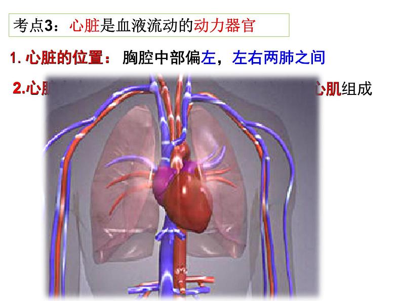 第9章 人体内的物质运输（第2课时 血液循环）-【期末通关】2022-2023学年七年级下学期生物考点精讲与要点归纳（北师大版）课件PPT第8页