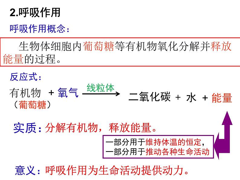 第10章 人体的能量供应（第1课时）-【期末通关】2022-2023学年七年级下学期生物考点精讲与要点归纳（北师大版）课件PPT第5页