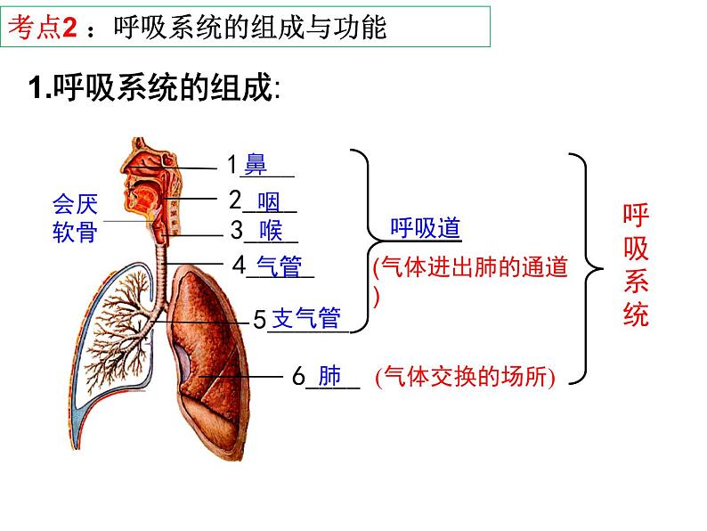 第10章 人体的能量供应（第1课时）-【期末通关】2022-2023学年七年级下学期生物考点精讲与要点归纳（北师大版）课件PPT第6页