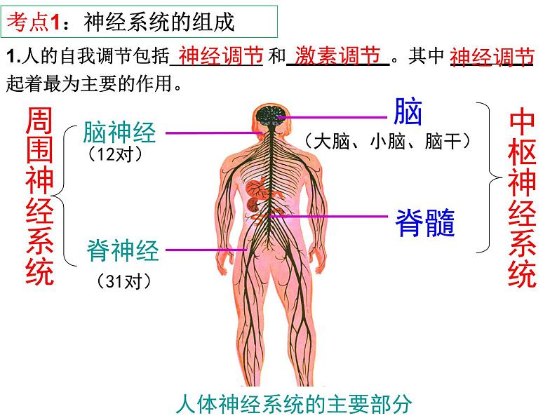 第12章 人体的自我调节-【期末通关】2022-2023学年七年级下学期生物考点精讲与要点归纳（北师大版）课件PPT第2页