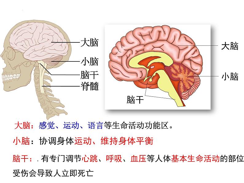 第12章 人体的自我调节-【期末通关】2022-2023学年七年级下学期生物考点精讲与要点归纳（北师大版）课件PPT第3页