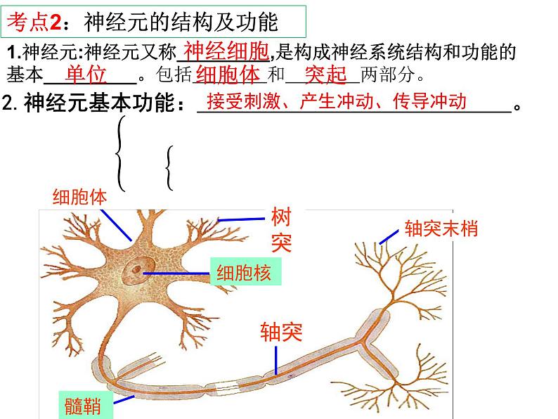 第12章 人体的自我调节-【期末通关】2022-2023学年七年级下学期生物考点精讲与要点归纳（北师大版）课件PPT第5页