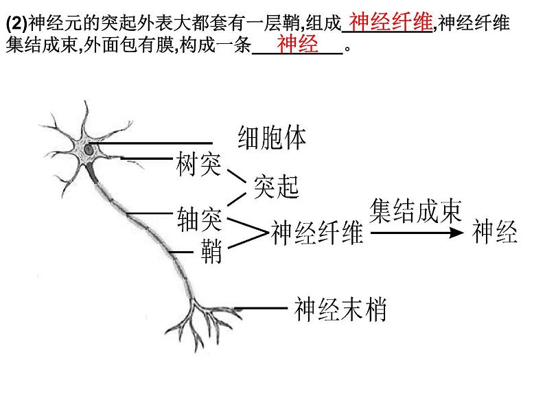 第12章 人体的自我调节-【期末通关】2022-2023学年七年级下学期生物考点精讲与要点归纳（北师大版）课件PPT第6页