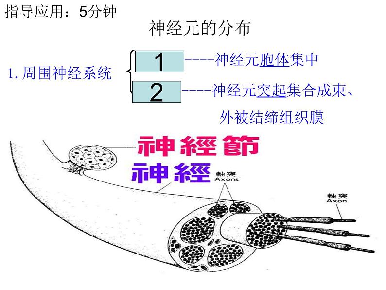 第12章 人体的自我调节-【期末通关】2022-2023学年七年级下学期生物考点精讲与要点归纳（北师大版）课件PPT第8页