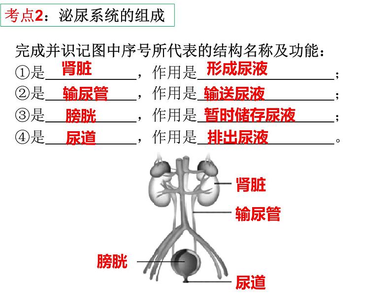 第11章 人体代谢废物的排出-【期末通关】2022-2023学年七年级下学期生物考点精讲与要点归纳（北师大版）课件PPT第4页