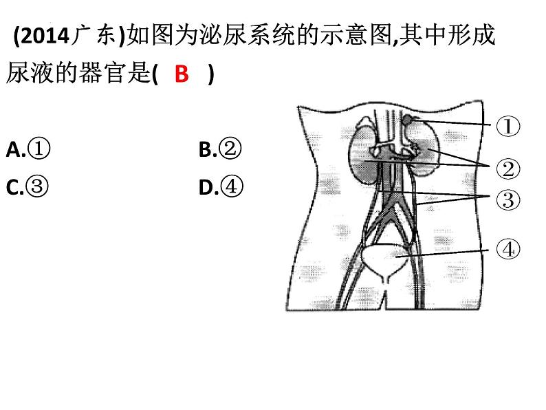 第11章 人体代谢废物的排出-【期末通关】2022-2023学年七年级下学期生物考点精讲与要点归纳（北师大版）课件PPT第5页