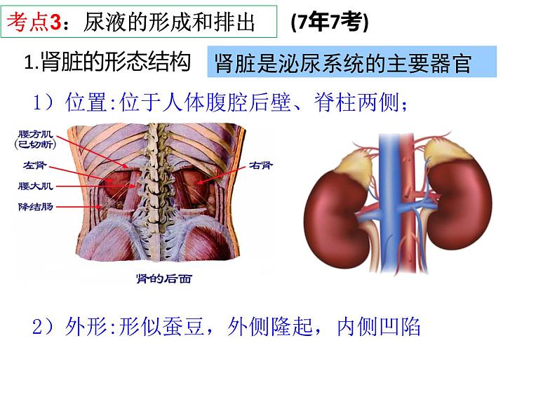 第11章 人体代谢废物的排出-【期末通关】2022-2023学年七年级下学期生物考点精讲与要点归纳（北师大版）课件PPT第6页