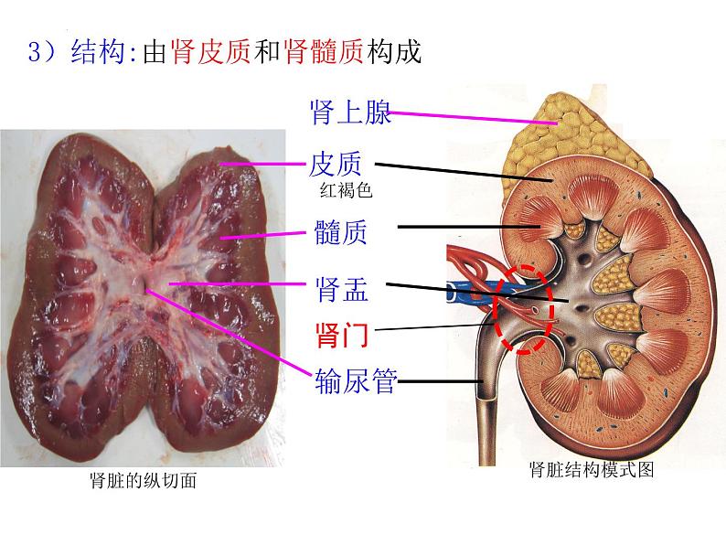 第11章 人体代谢废物的排出-【期末通关】2022-2023学年七年级下学期生物考点精讲与要点归纳（北师大版）课件PPT第7页