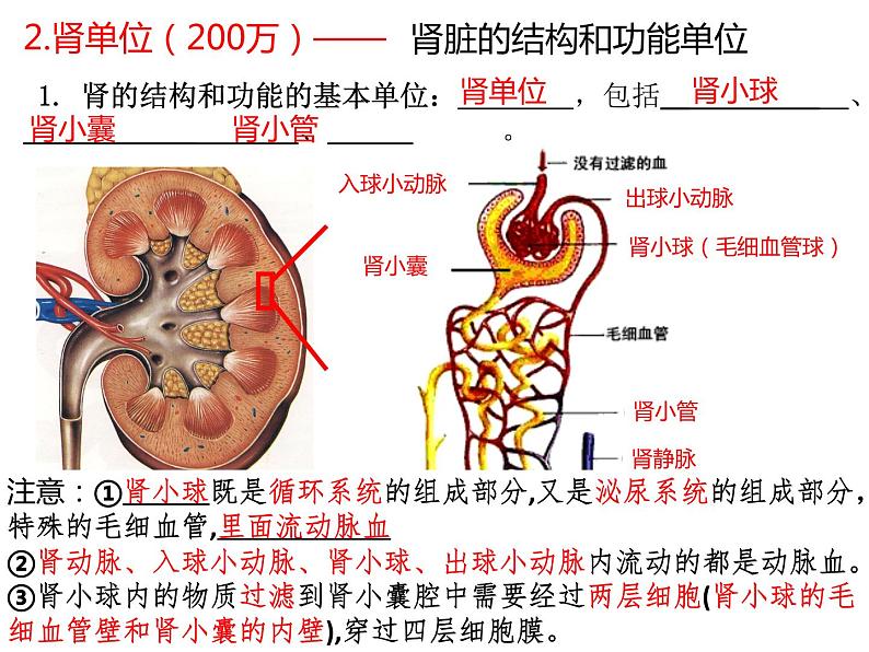 第11章 人体代谢废物的排出-【期末通关】2022-2023学年七年级下学期生物考点精讲与要点归纳（北师大版）课件PPT第8页