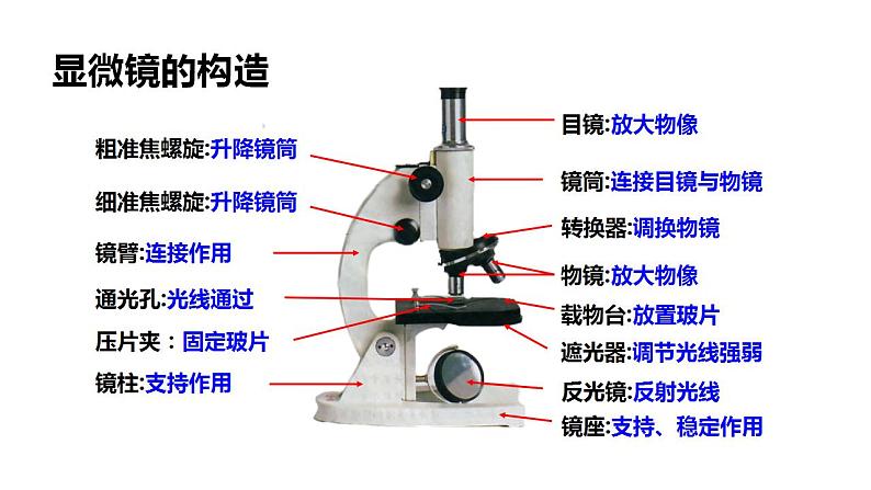 1.4生物学的研究工具课件PPT05