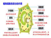 2.2细胞的分裂与分化课件PPT