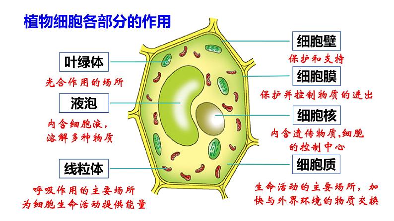 2.2细胞的分裂与分化课件PPT01