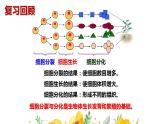 2.3多细胞生物体的结构层次课件PPT