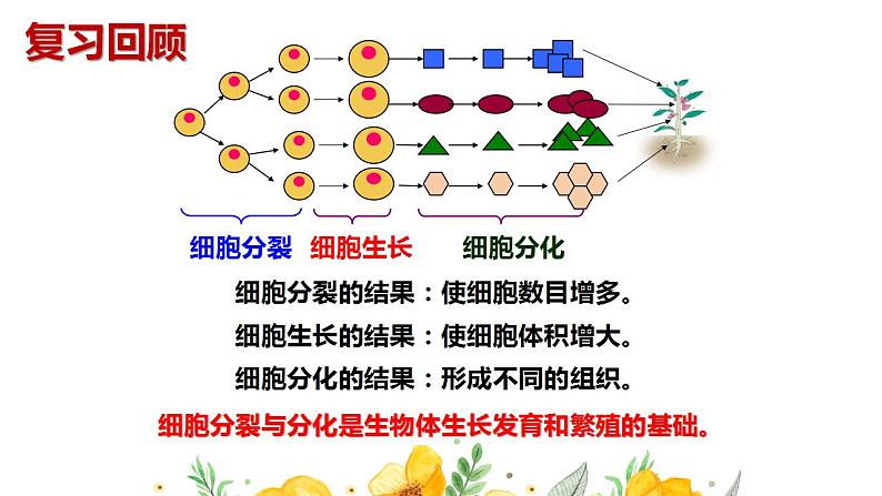 2.3多细胞生物体的结构层次课件PPT01