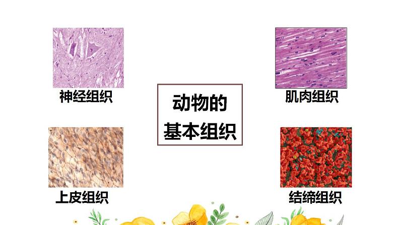 2.3多细胞生物体的结构层次课件PPT02