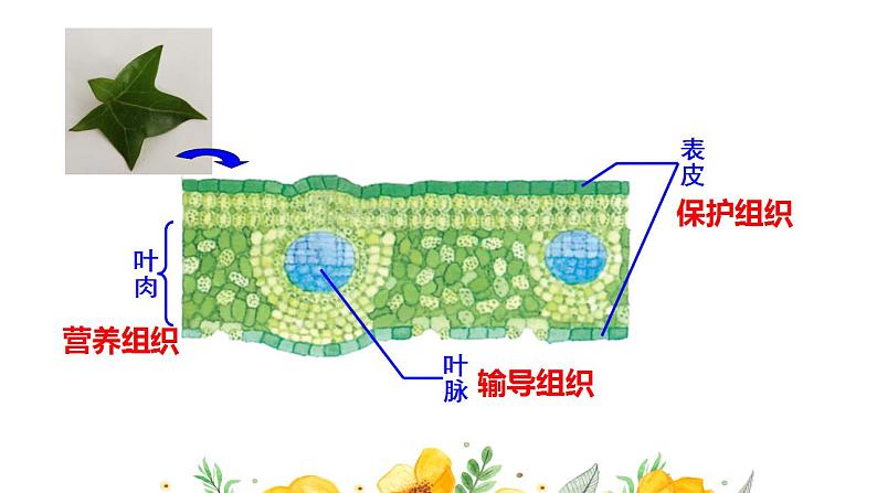 2.3多细胞生物体的结构层次课件PPT04