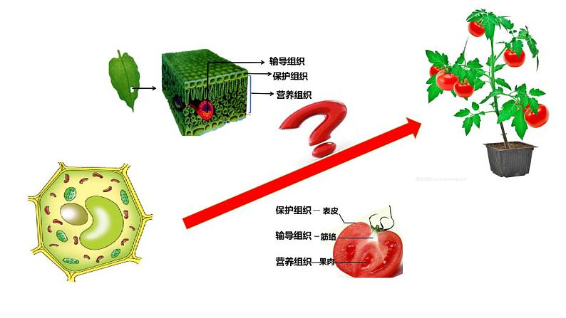 2.3多细胞生物体的结构层次课件PPT05