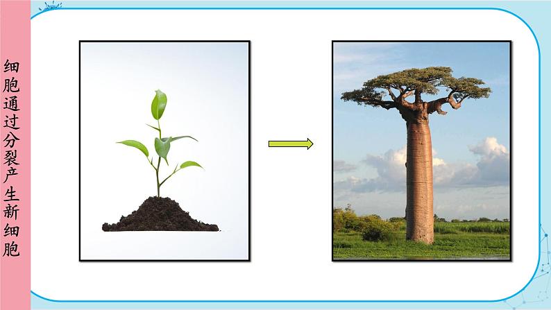 人教版生物七上 第2单元2.1 细胞通过分裂产生新细胞（课件PPT+视频素材）04