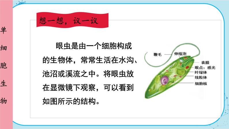 人教版生物七上 第2单元2.4 单细胞生物（课件PPT+视频素材）04