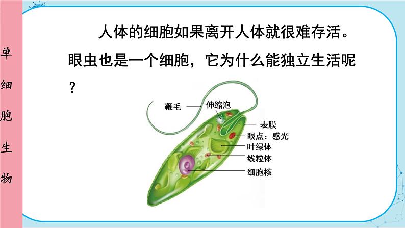 人教版生物七上 第2单元2.4 单细胞生物（课件PPT+视频素材）05