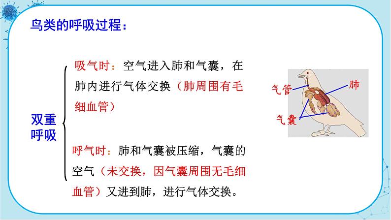 人教版生物八上 第5单元1.6  鸟（课件PPT）08