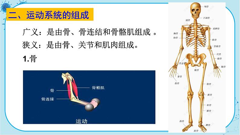 人教版生物八上 第5单元2.1  动物的运动（课件PPT）第6页