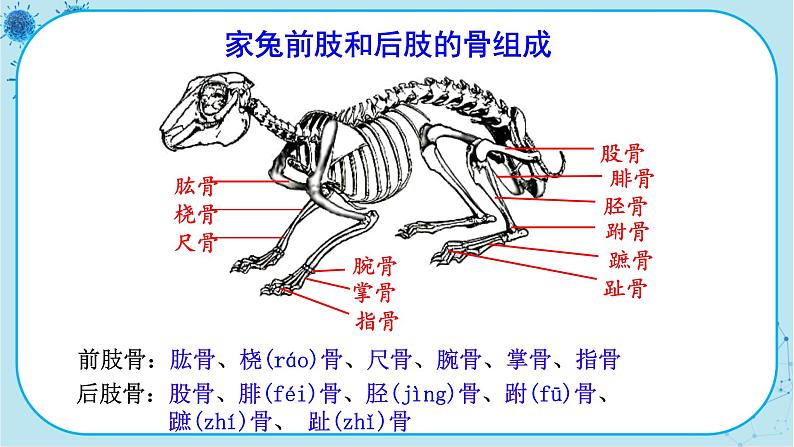 人教版生物八上 第5单元2.1  动物的运动（课件PPT）第7页