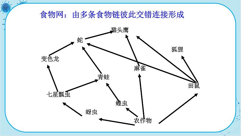 人教版生物八上 第5单元3  动物在生物圈中的作用（课件PPT）05