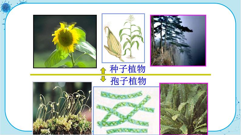 人教版生物八上 第6单元1.1  尝试对生物进行分类（课件PPT）08