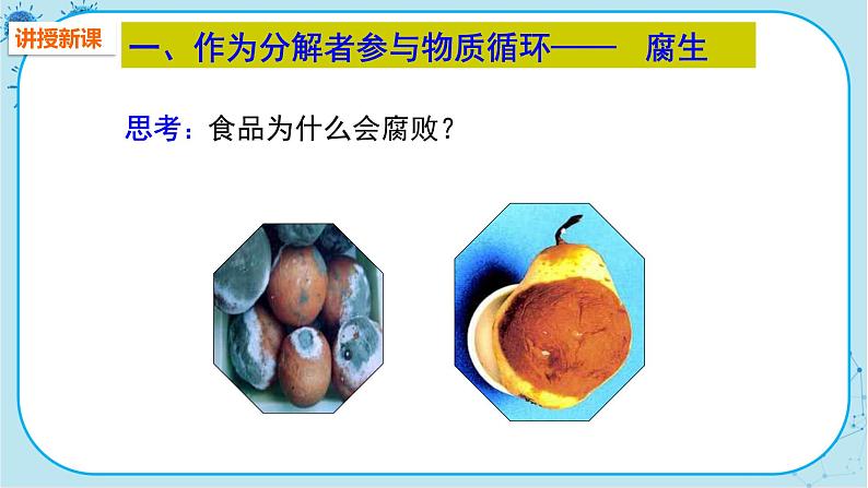 人教版生物八上 第5单元4.4  细菌和真菌在自然界中的作用（课件PPT）03