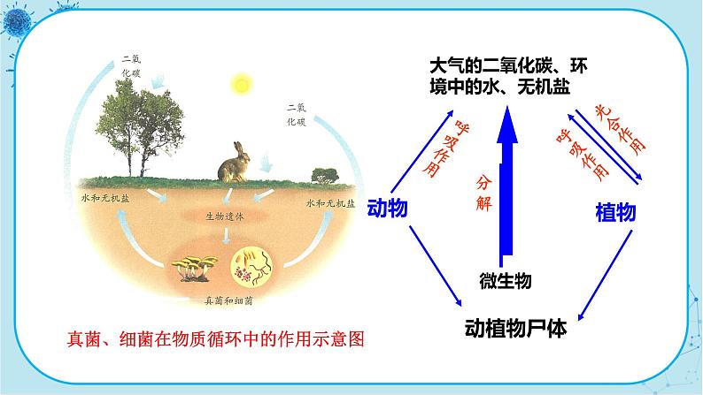 人教版生物八上 第5单元4.4  细菌和真菌在自然界中的作用（课件PPT）04