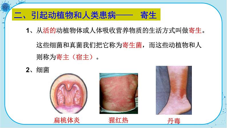 人教版生物八上 第5单元4.4  细菌和真菌在自然界中的作用（课件PPT）05