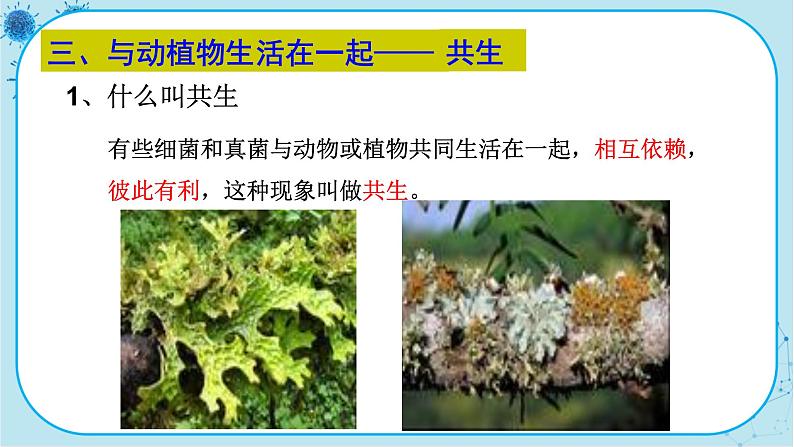 人教版生物八上 第5单元4.4  细菌和真菌在自然界中的作用（课件PPT）08