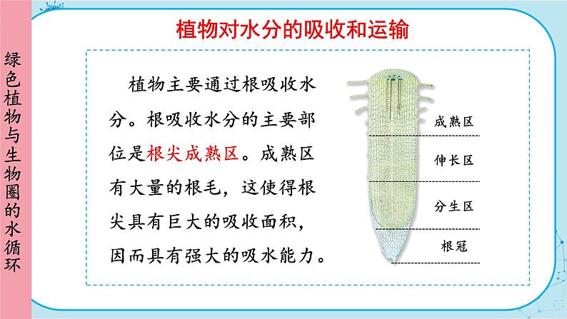 人教版生物七上 第3单元3 绿色植物与生物圈的循环（课件PPT+视频素材）07