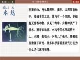 北师大版生物八上 15.1 动物运动的方式（课件PPT)