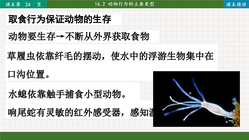 北师大版生物八上 16.2 动物行为的主要类型（课件PPT)第2页