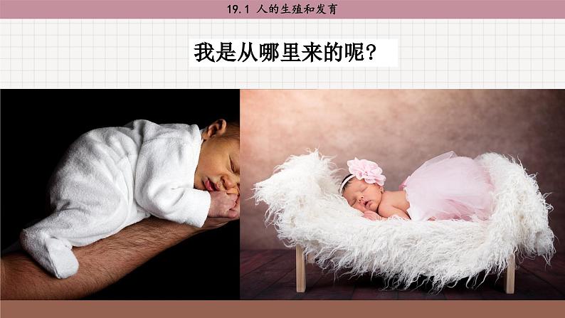 北师大版生物八上 19.1 人的生殖和发育（课件PPT)02
