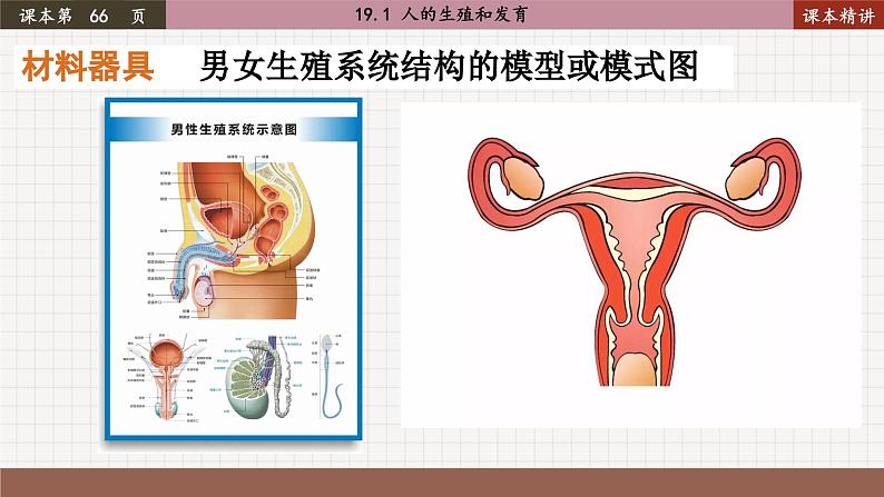 北师大版生物八上 19.1 人的生殖和发育（课件PPT)04