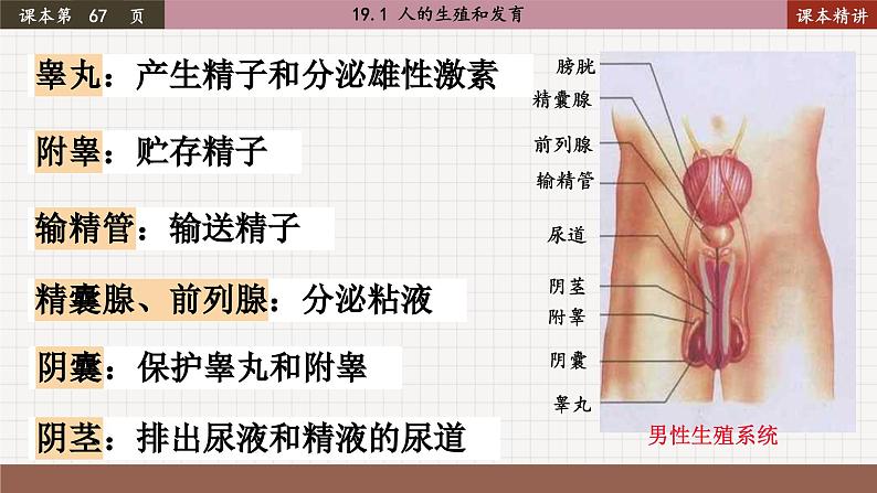 北师大版生物八上 19.1 人的生殖和发育（课件PPT)06