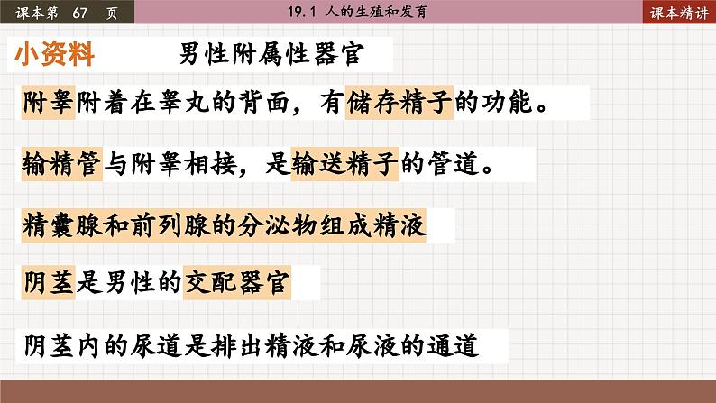 北师大版生物八上 19.1 人的生殖和发育（课件PPT)08