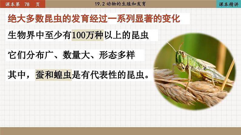 北师大版生物八上 19.2 动物的生殖和发育（课件PPT)第3页